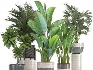 collection of ornamental plants in pots 3D Model