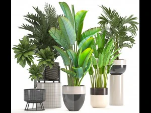 collection of ornamental plants in pots 3D Model