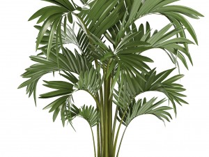 collection of ornamental plants in pots Modelo 3D