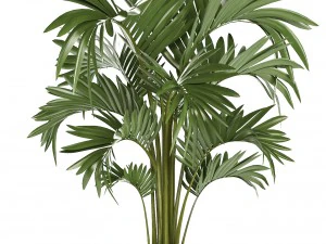 collection of ornamental plants in pots 3D Model