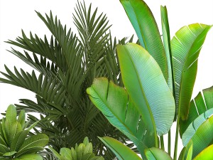 collection of ornamental plants in pots Modelo 3D