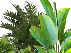 collection of ornamental plants in pots 3D Model