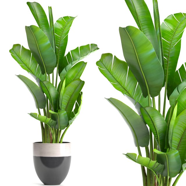 ravenala palm Modelo 3D .c4d .max .obj .3ds .fbx .stl .blend 