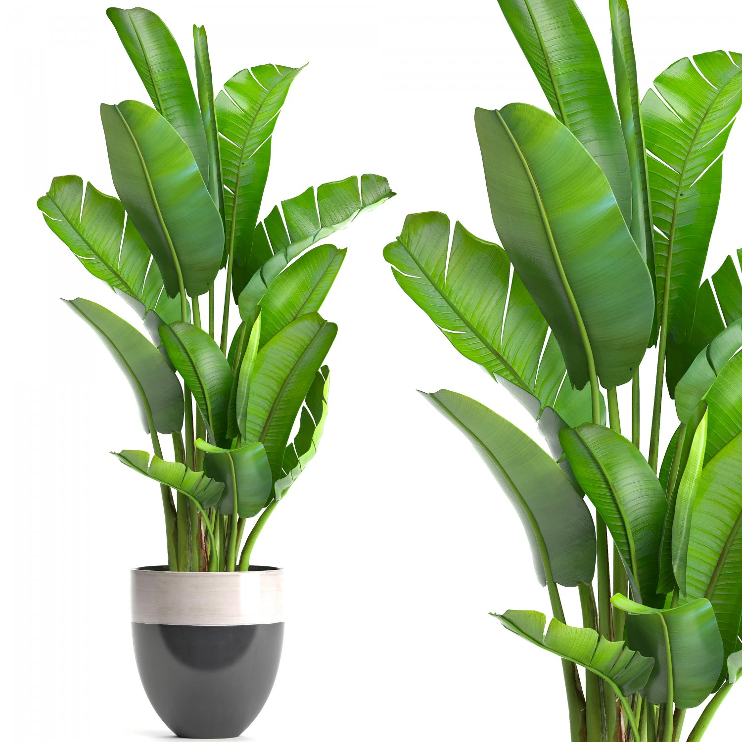 ravenala palm 3D Model .c4d .max .obj .3ds .fbx .stl .blend 