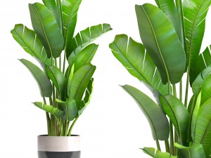 ravenala palm 3D Model