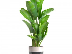 ravenala palm Modelo 3D