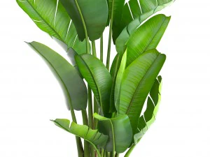 ravenala palm 3D Model