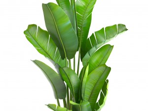 ravenala palm Modelo 3D