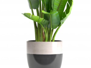 ravenala palm Modelo 3D
