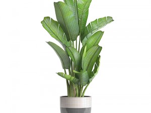 ravenala palm Modelo 3D