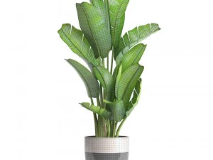 ravenala palm 3D Model