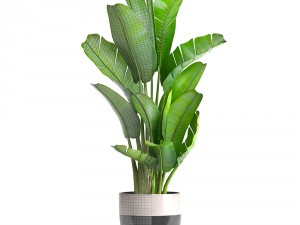ravenala palm Modelo 3D