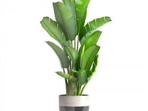 ravenala palm 3D Model