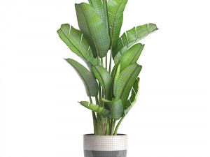 ravenala palm Modelo 3D