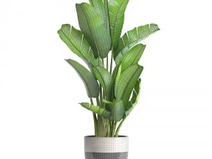 ravenala palm 3D Model