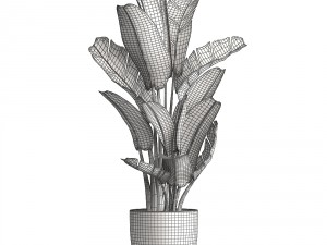 ravenala palm Modelo 3D