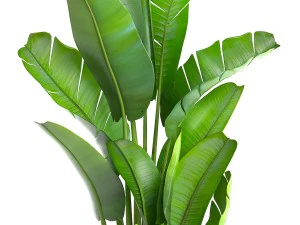 ravenala palm 3D Model