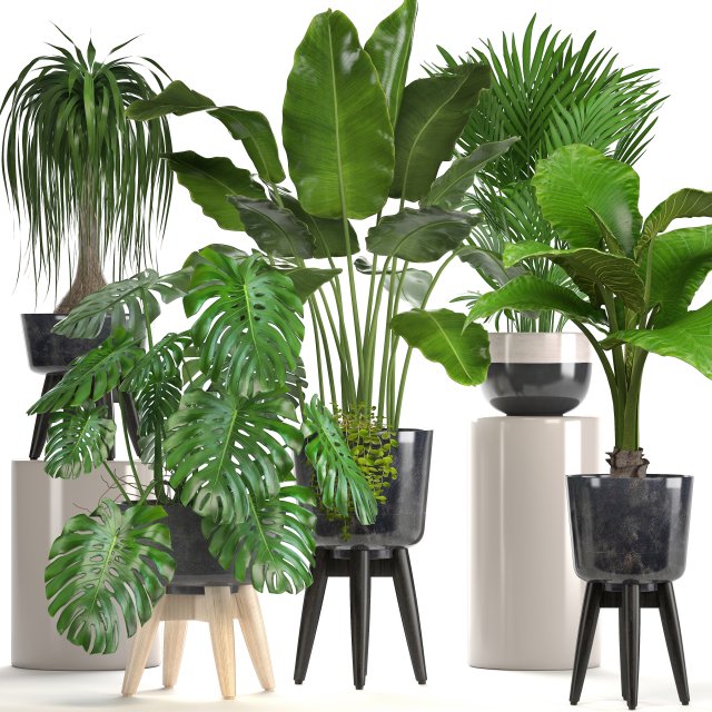 collection of ornamental plants in pots Modelo 3D .c4d .max .obj .3ds .fbx .stl .blend 