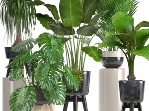 collection of ornamental plants in pots 3D Model