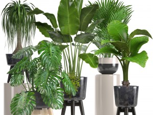 collection of ornamental plants in pots Modelo 3D