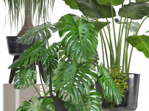 collection of ornamental plants in pots Modelo 3D