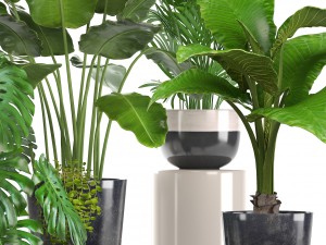 collection of ornamental plants in pots Modelo 3D