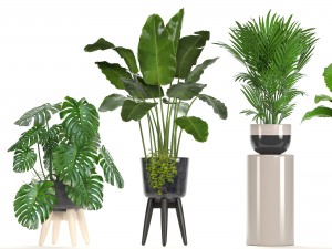 collection of ornamental plants in pots Modelo 3D