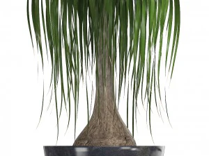 cole&ccedil;&atilde;o de plantas ornamentais em vasos Modelo 3D