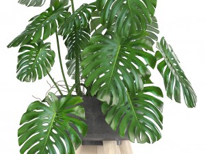 collection of ornamental plants in pots Modelo 3D