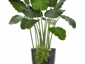 cole&ccedil;&atilde;o de plantas ornamentais em vasos Modelo 3D