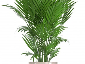 collection of ornamental plants in pots Modelo 3D