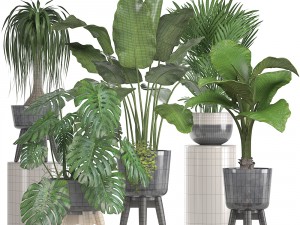 collection of ornamental plants in pots Modelo 3D
