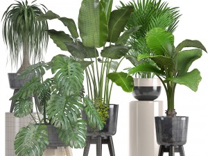 collection of ornamental plants in pots Modelo 3D