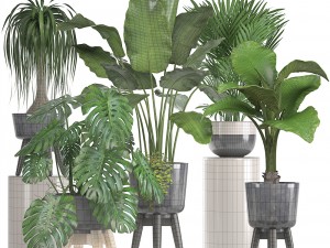 collection of ornamental plants in pots Modelo 3D