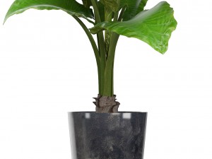collection of ornamental plants in pots Modelo 3D