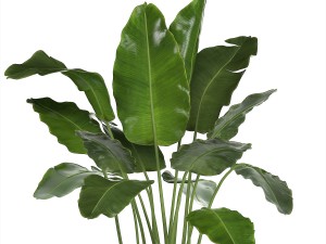 collection of ornamental plants in pots Modelo 3D