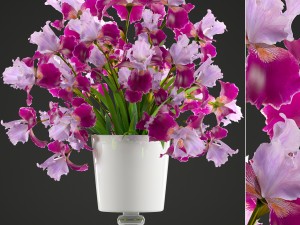 flower bouquet of iris 3D Model