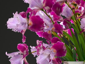 flower bouquet of iris Modèle 3D