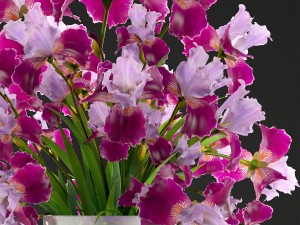 flower bouquet of iris Modèle 3D