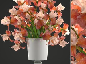 flower bouquet of iris 3D Model
