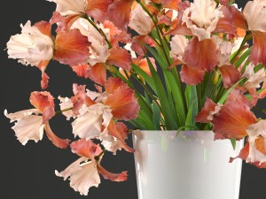 flower bouquet of iris Model 3D