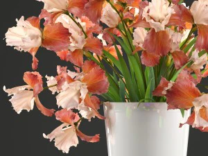flower bouquet of iris 3D Model