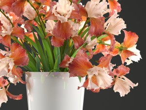 flower bouquet of iris Model 3D
