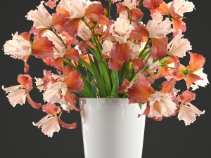 flower bouquet of iris Model 3D