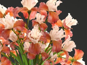 flower bouquet of iris Model 3D
