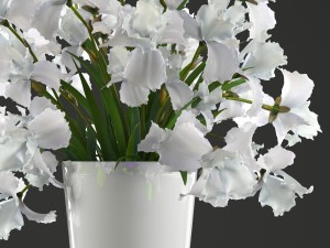 flower bouquet of iris Model 3D