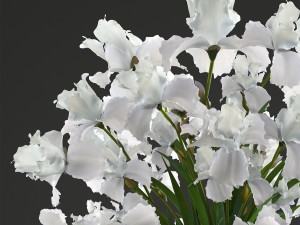 flower bouquet of iris Model 3D