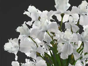flower bouquet of iris 3D Model