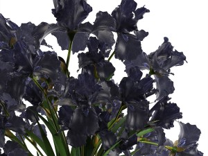bouquet of black flowers Modello 3D