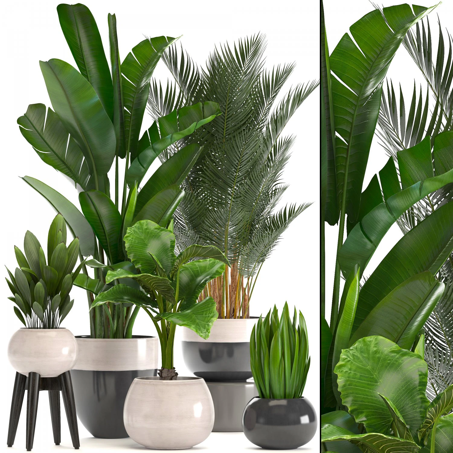 collection of ornamental plants in pots 3D Model .c4d .max .obj .3ds .fbx .stl .blend 